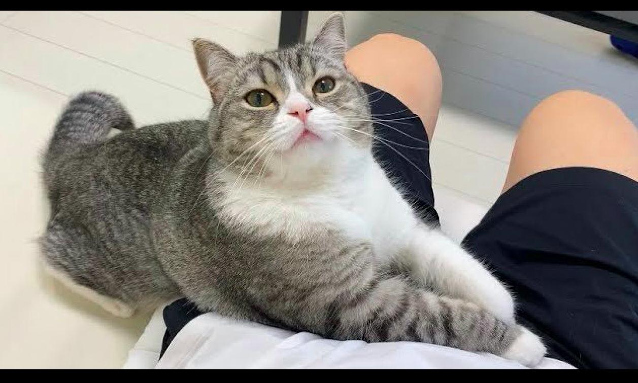 玄関先迄納品 電話 猫脚 多目的棚 - 電話台/ファックス台