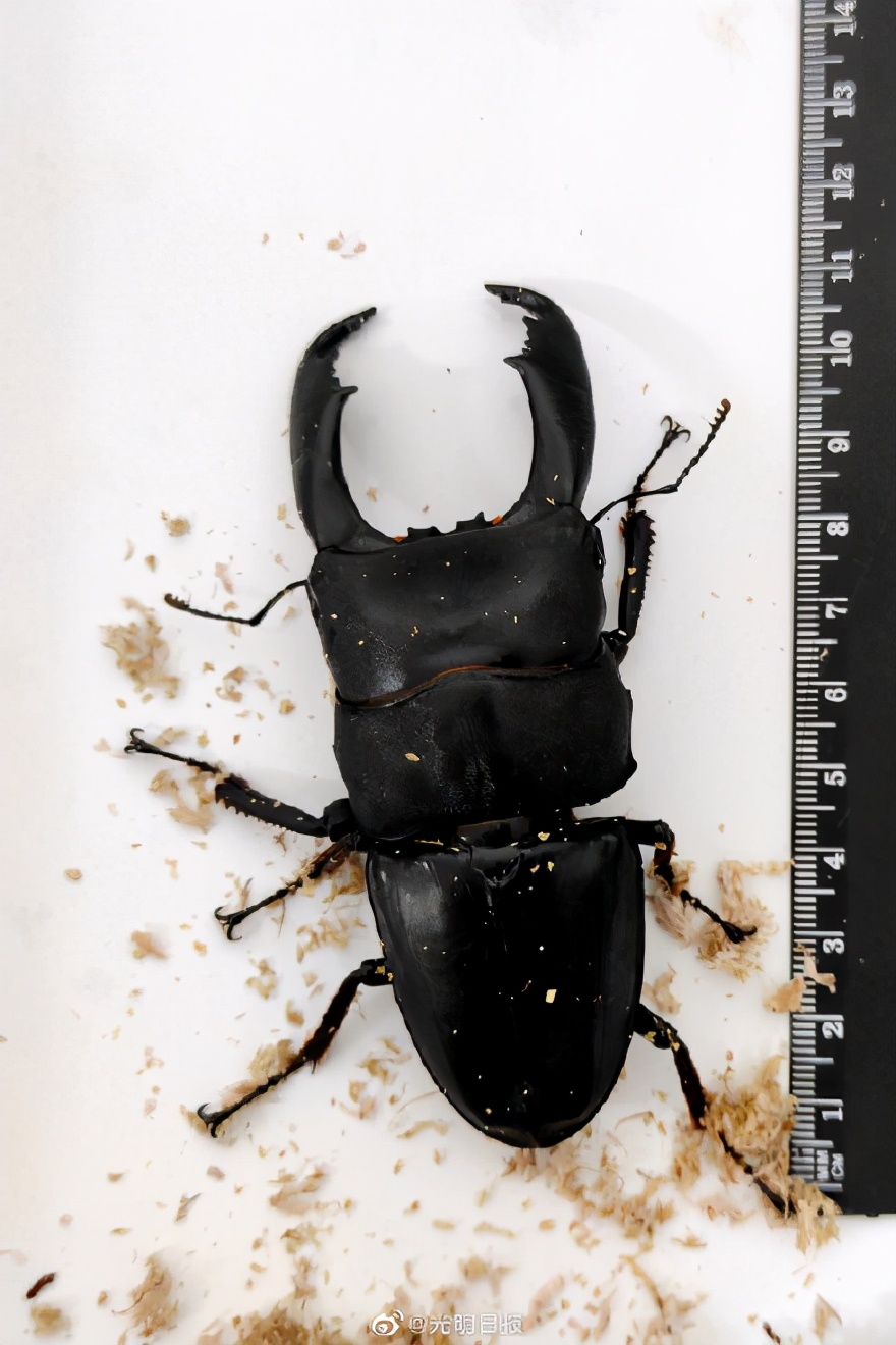 日本包裹 海关查获44只甲虫生物入侵工具 最漂亮甲虫黄金鬼锹甲 资讯咖