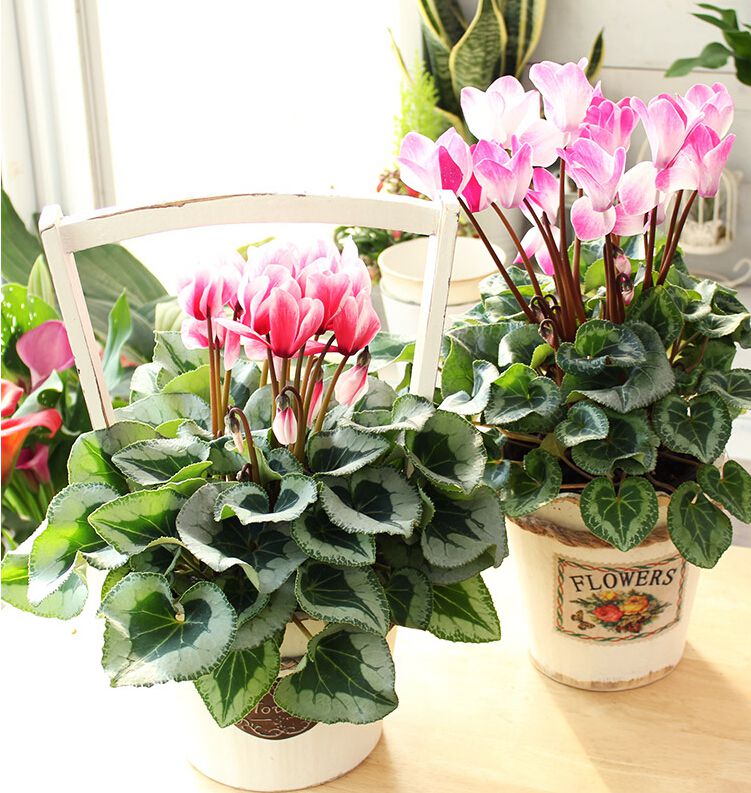 10 "auspicious flowers" suitable for living room, high style, beautiful