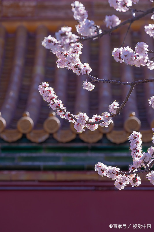 春色满园关不住 一枝红杏出墙来 资讯咖