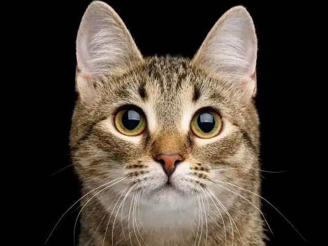 What kind of Chinese pastoral cat do you like best - iMedia