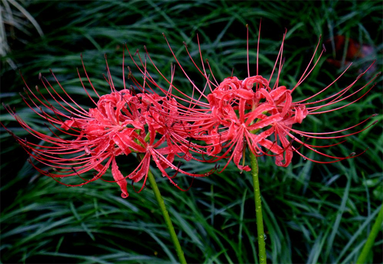 What is the meaning of Lycoris flower?This flower is also good and evil ...