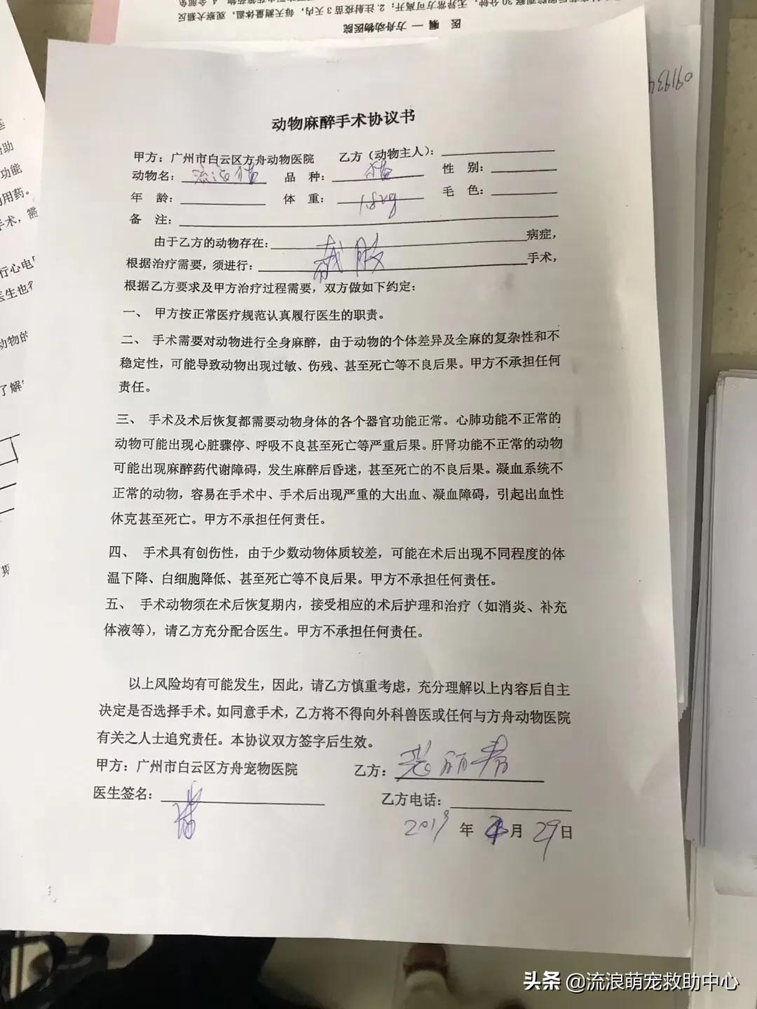 养残疾猫需要付出多大勇气？这只被打断腿的三花，或许能给你答案- 资讯咖