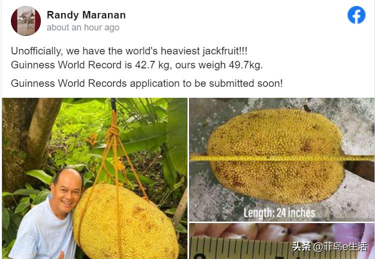 Breaking the Guinness Book of World Records-the Philippines bred the ...