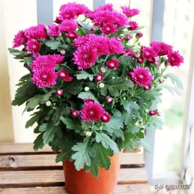 Chrysanthemums always grow tall and fall down as soon as they bloom