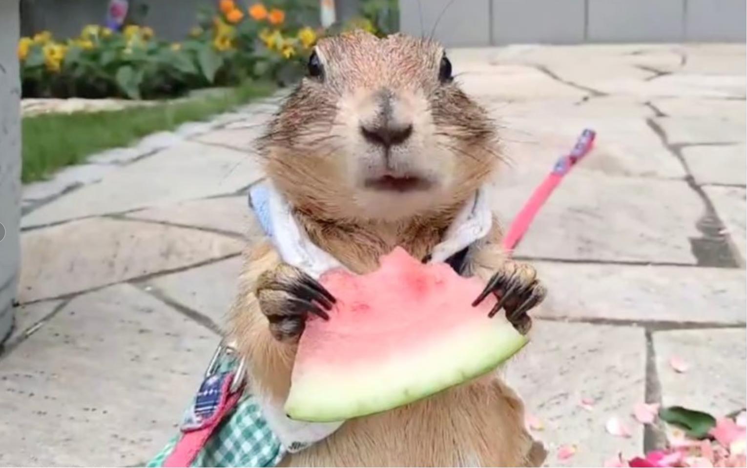 The groundhog eats watermelon, and the more it looks, the more it gets up. This magical nature