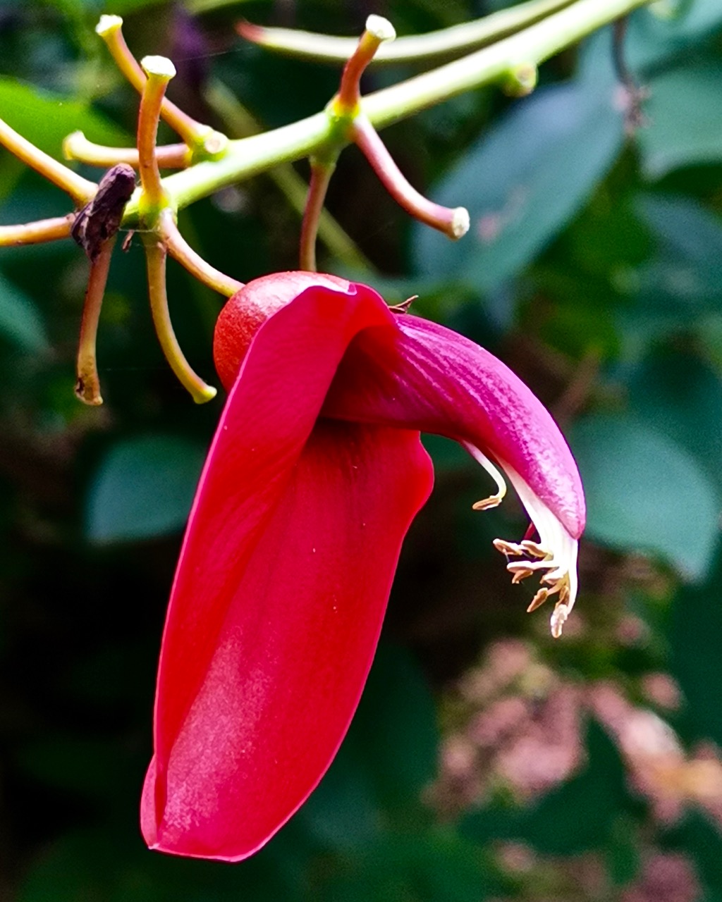 正月十五鲜花图 花型各异真是赏心悦目 资讯咖
