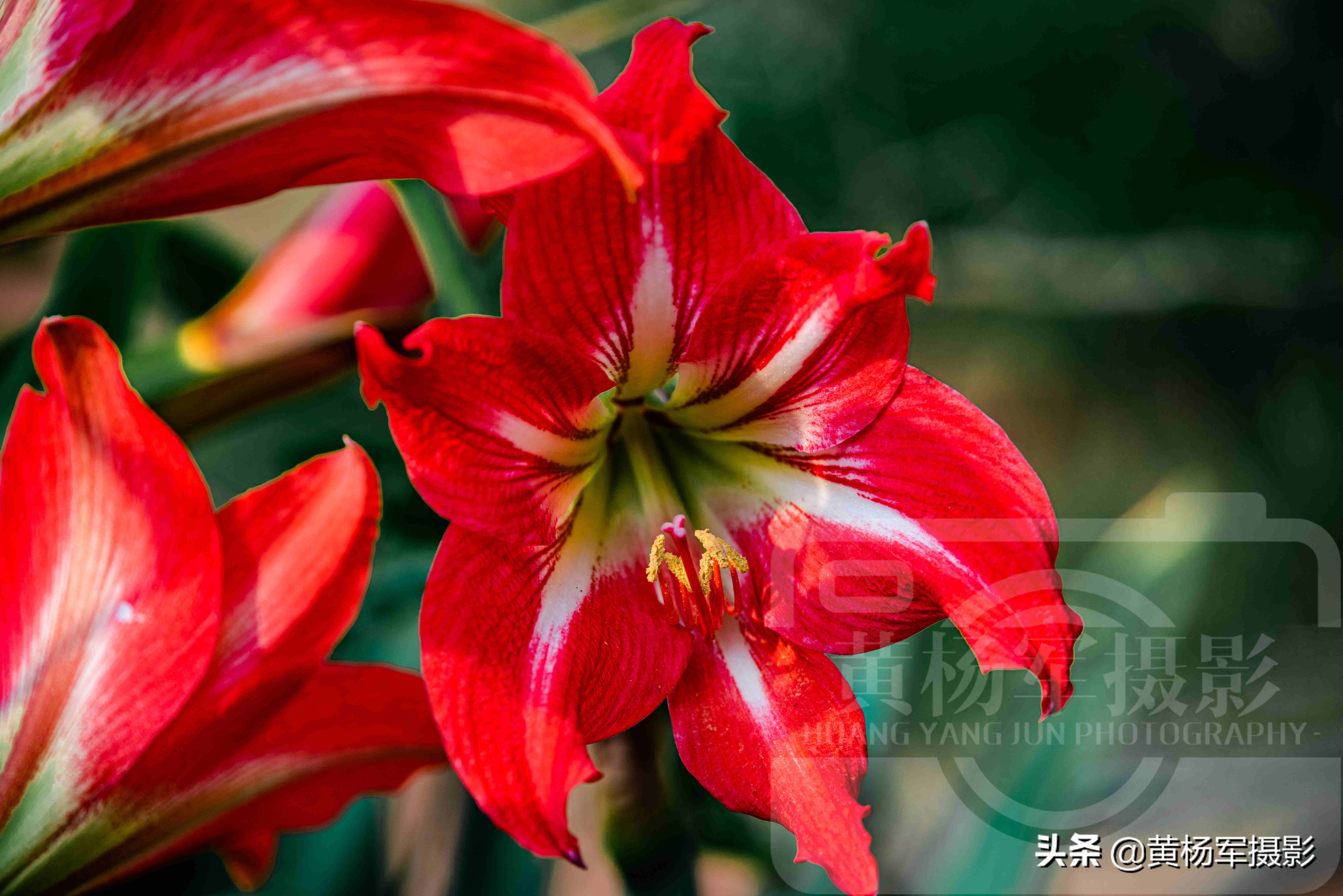 陽光下美麗綻放的朱頂紅花 紅艷嬌美的花朵絢爛迷人 春花極美 Mp頭條