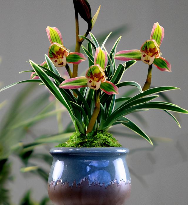 此兰 花开双色 花姿端庄优雅 兰香四溢持久 花开后香飘满屋 资讯咖