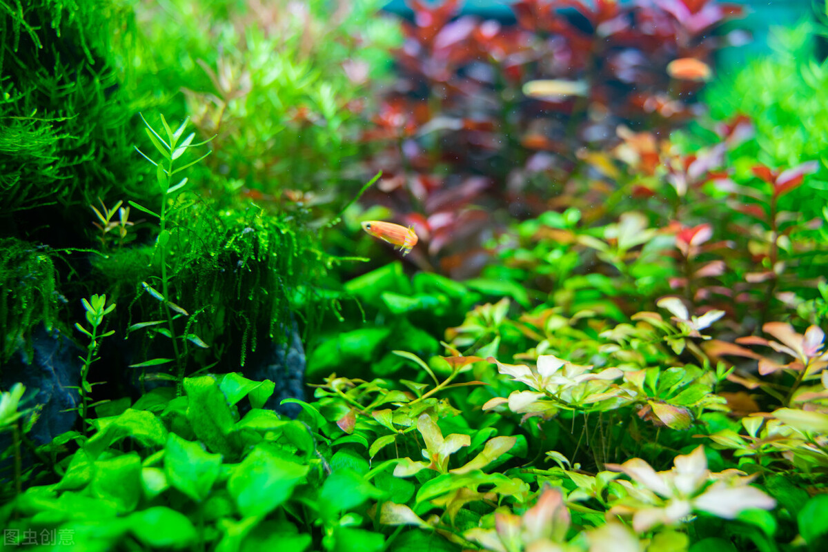 鱼缸养水草的好处多 这6种水草 好养的和不好养的都有了 资讯咖 鱼缸养水草的好处多 这6种水草 好养的和不好养的都有了 资讯咖