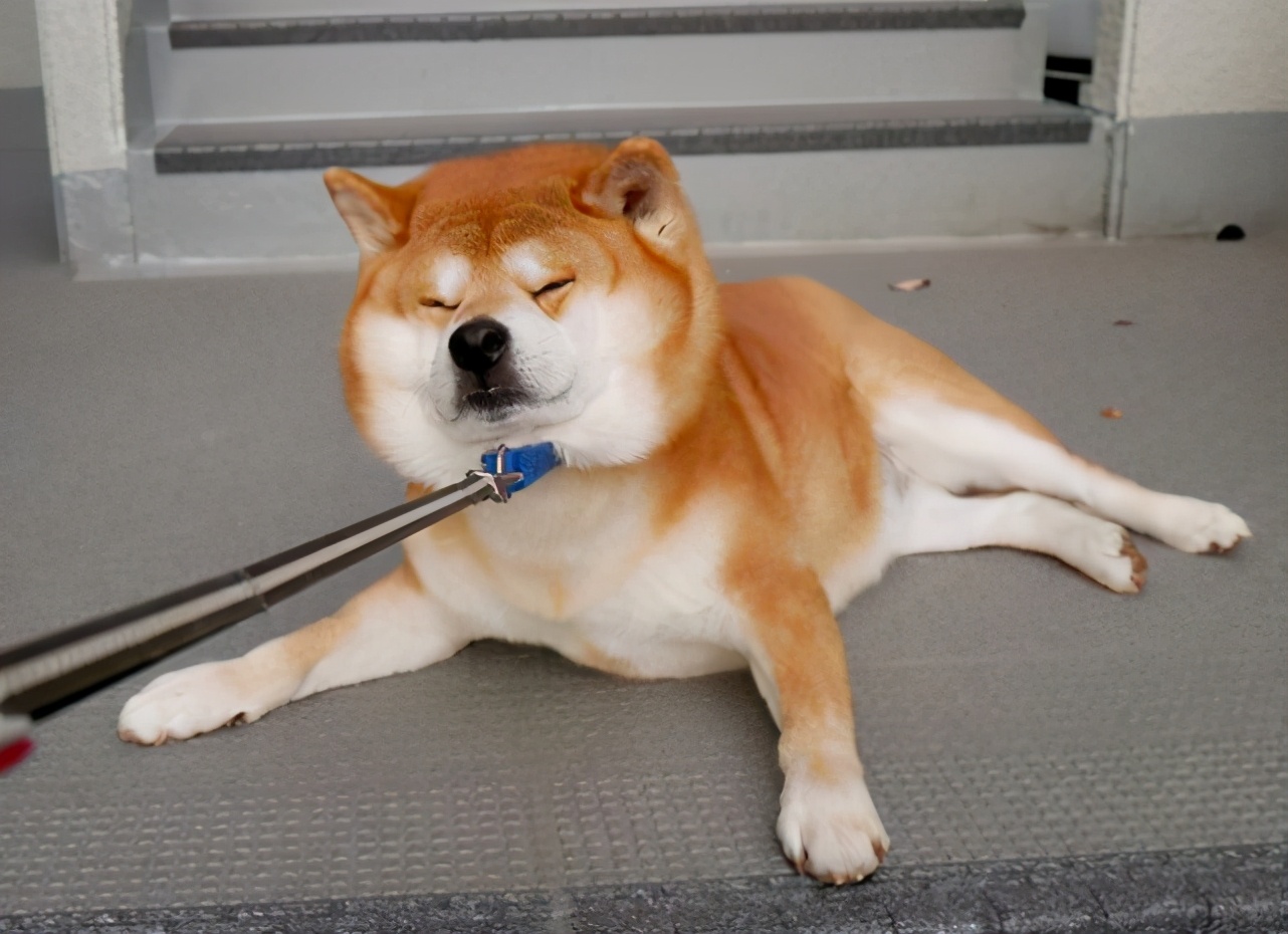 千萬別被柴犬的微笑騙了 看到這5個養狗麻煩 我被勸退了 資訊咖