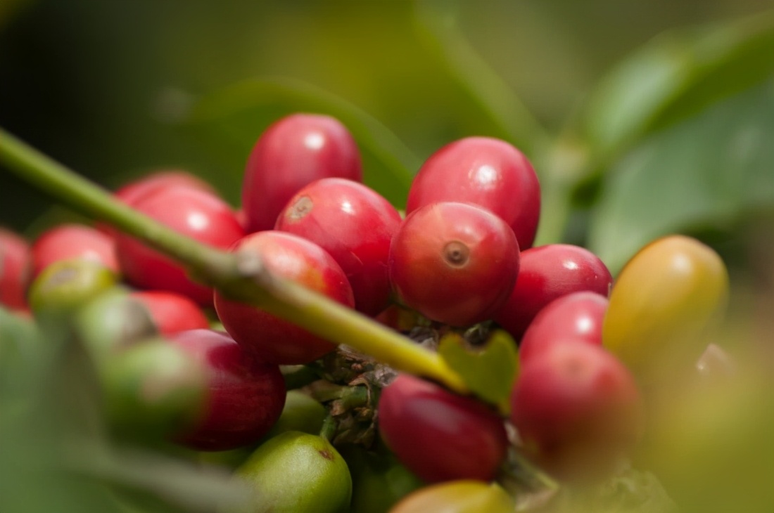 Why does Katim Coffee have a devilish ending rhyme?Is Yunnan Katim