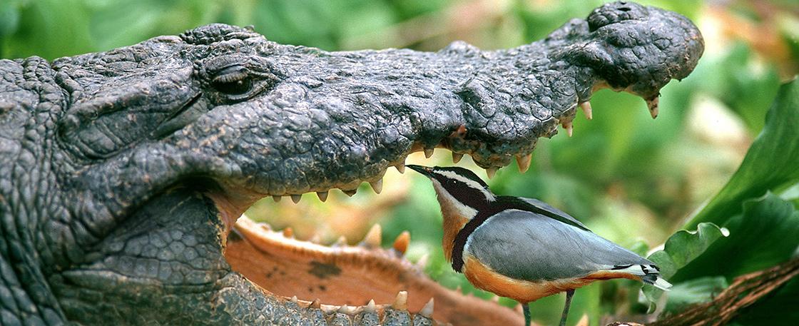 How long has been deceived?Crocodile and toothpick bird, 