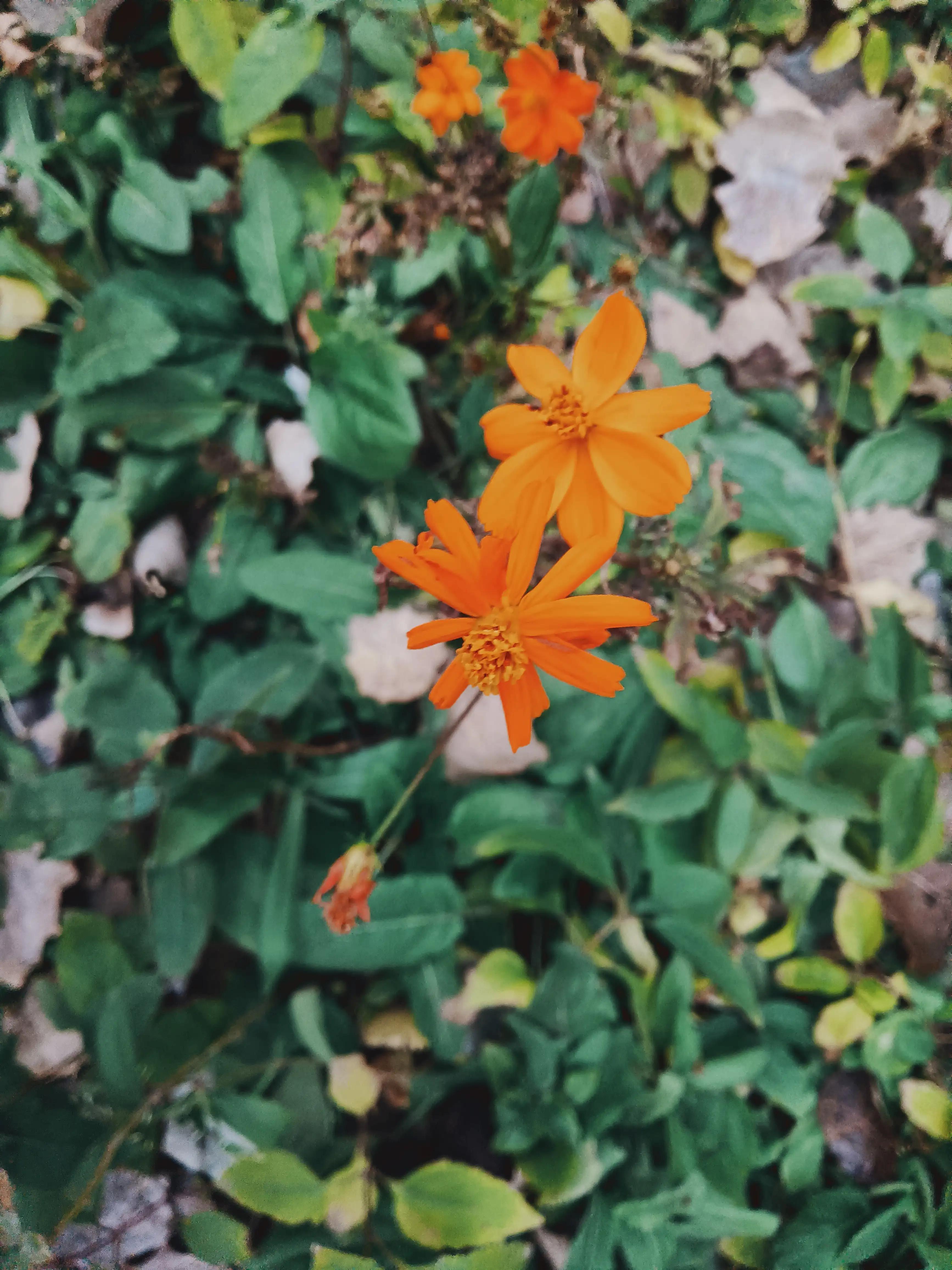 层林尽染秋 资讯咖