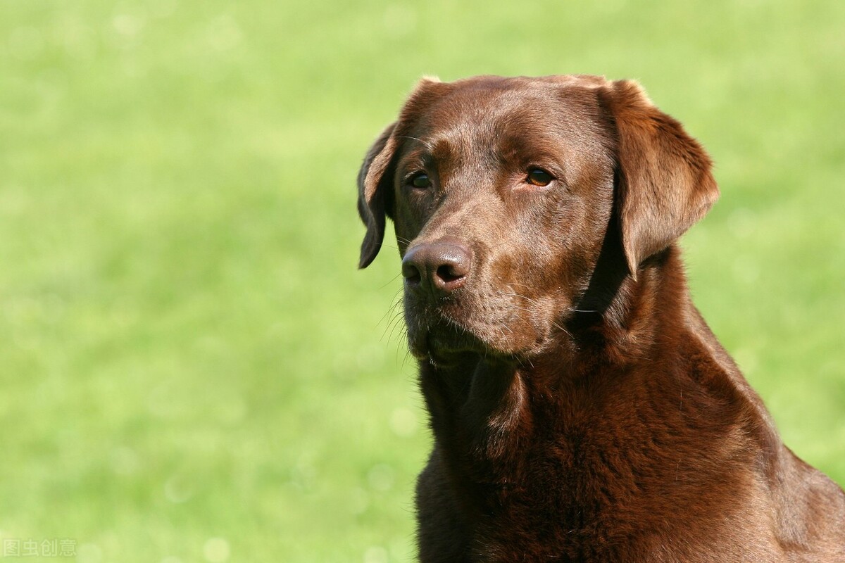 What foods do Labrador dogs eat for calcium supplements, and the