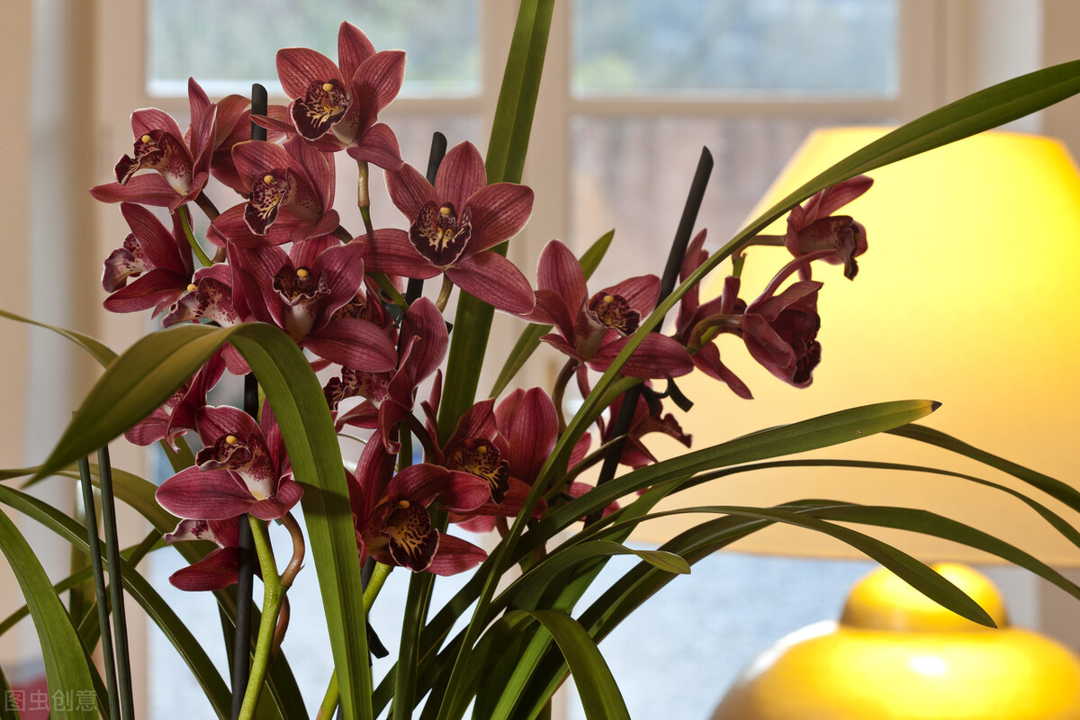 Share 50 common Lunar New Year flowers and their meanings iMedia