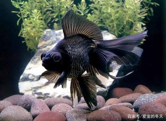 940 Koleksi Aquarium Koki Background Hitam Gratis