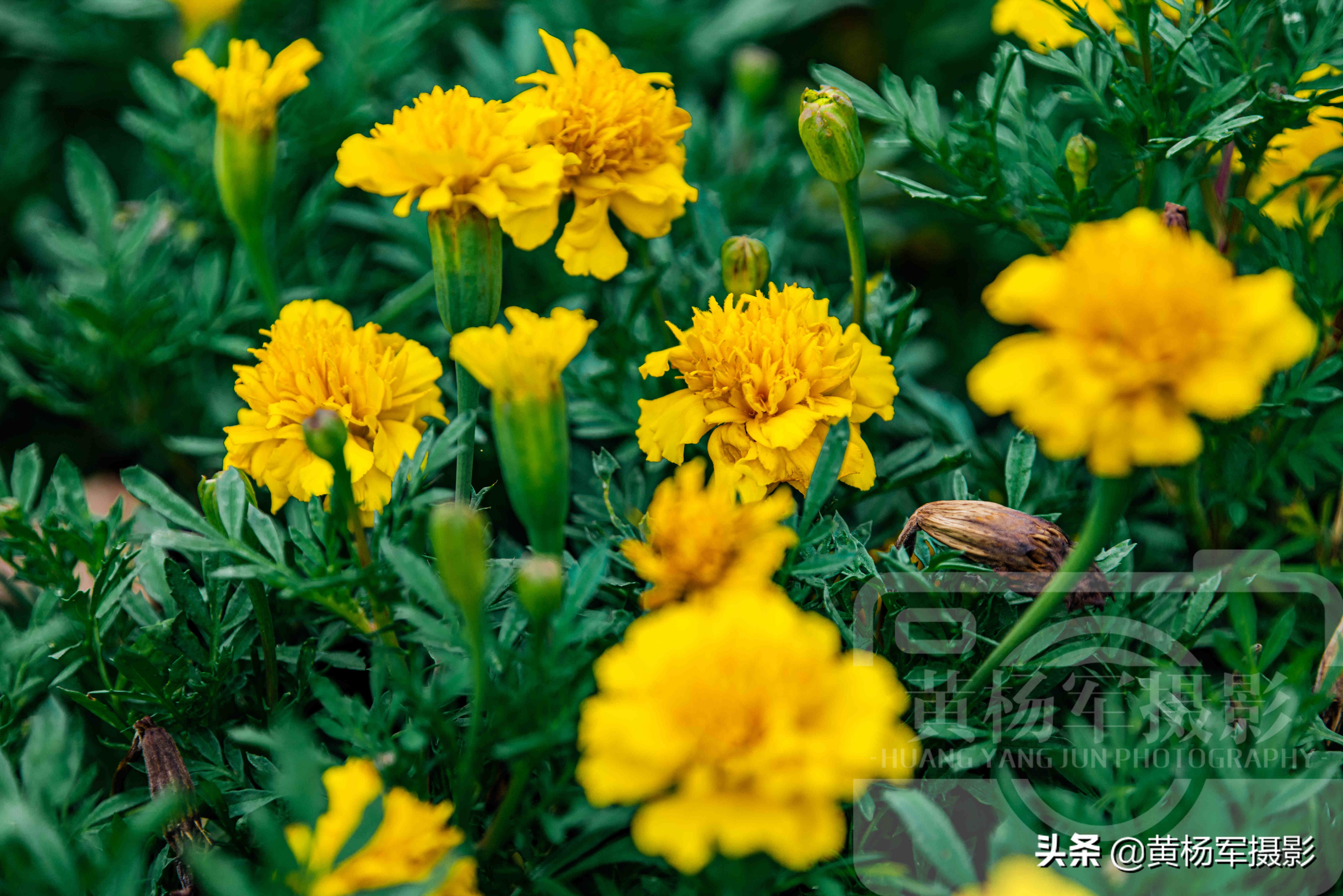 八月万寿菊花盛开的芬芳 金黄色的花儿美艳动人 靓丽含香的菊科 资讯咖