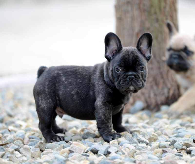 Cute dog, why does fart smell so bad? iMedia