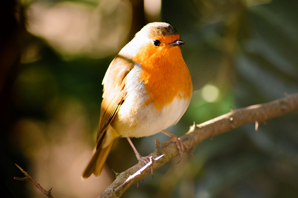 National Bird Of Each State