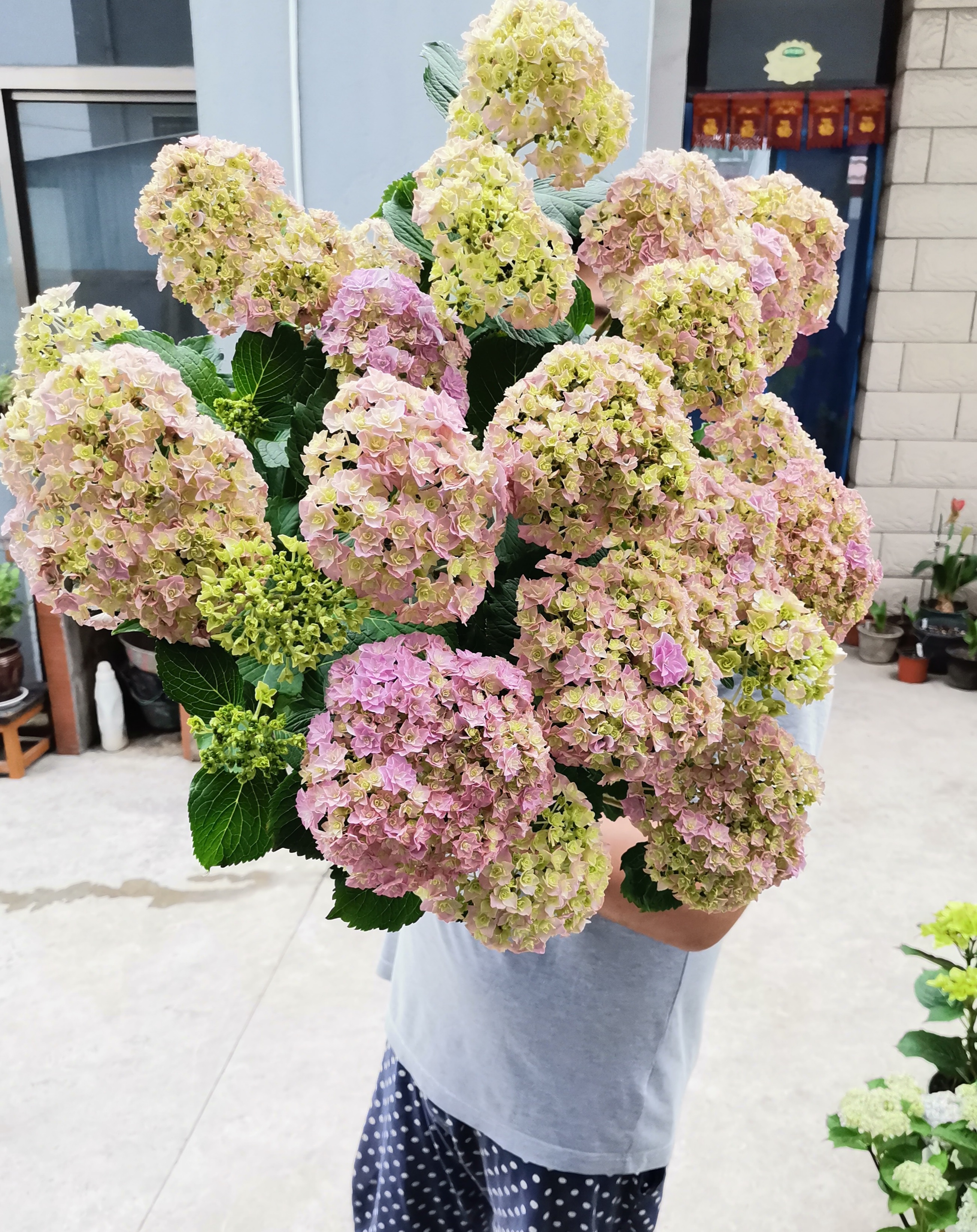 阳台盆栽新宠 绣球花 银河 植株低矮 花大色美 花期超三季 Mp头条