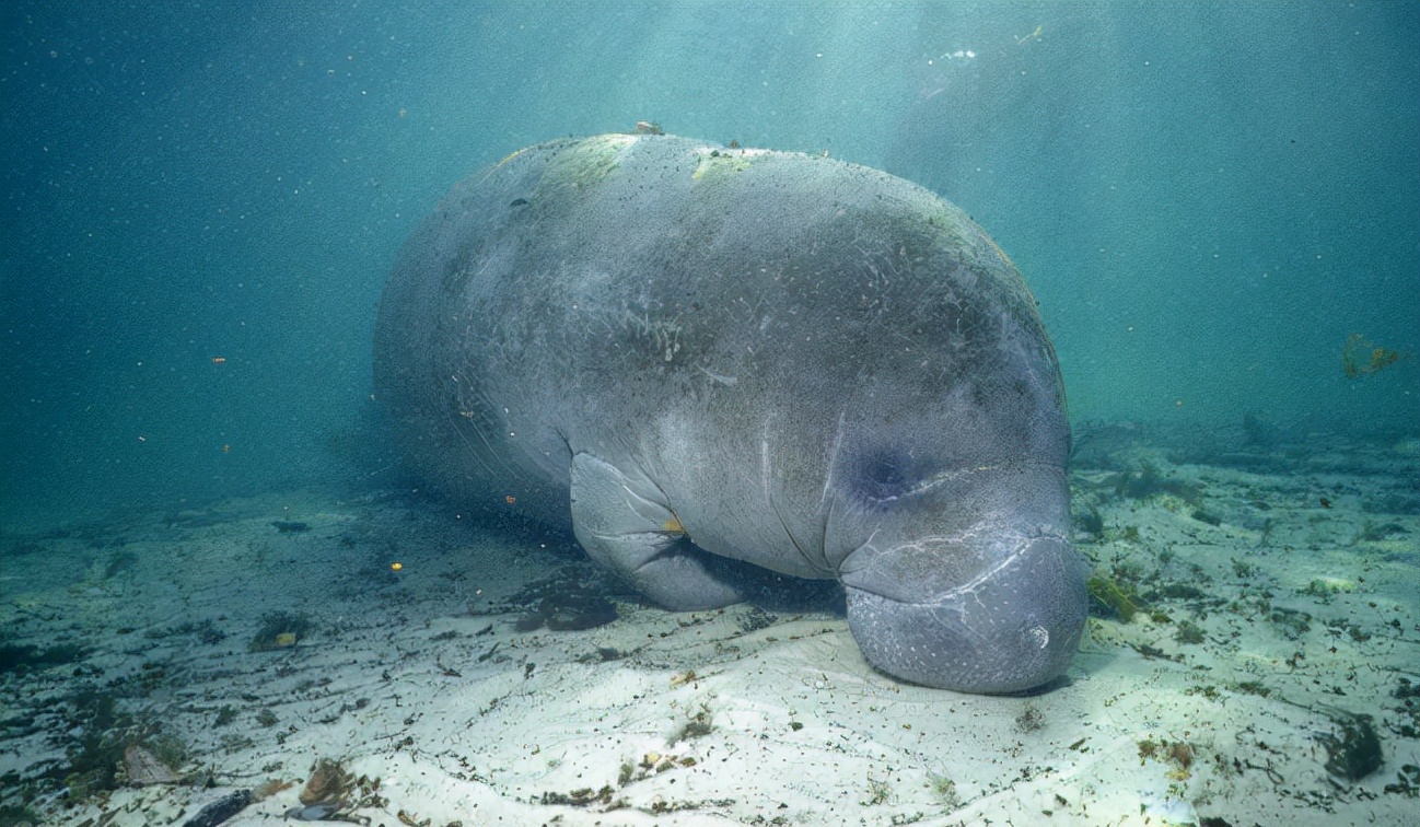 海豹 海狮 海狗 海象 海牛 你拎的清几个 资讯咖