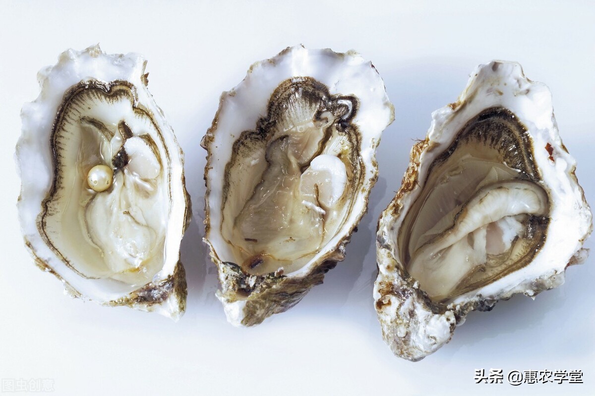 Where is the origin of pearl oysters?What is the difference between raw