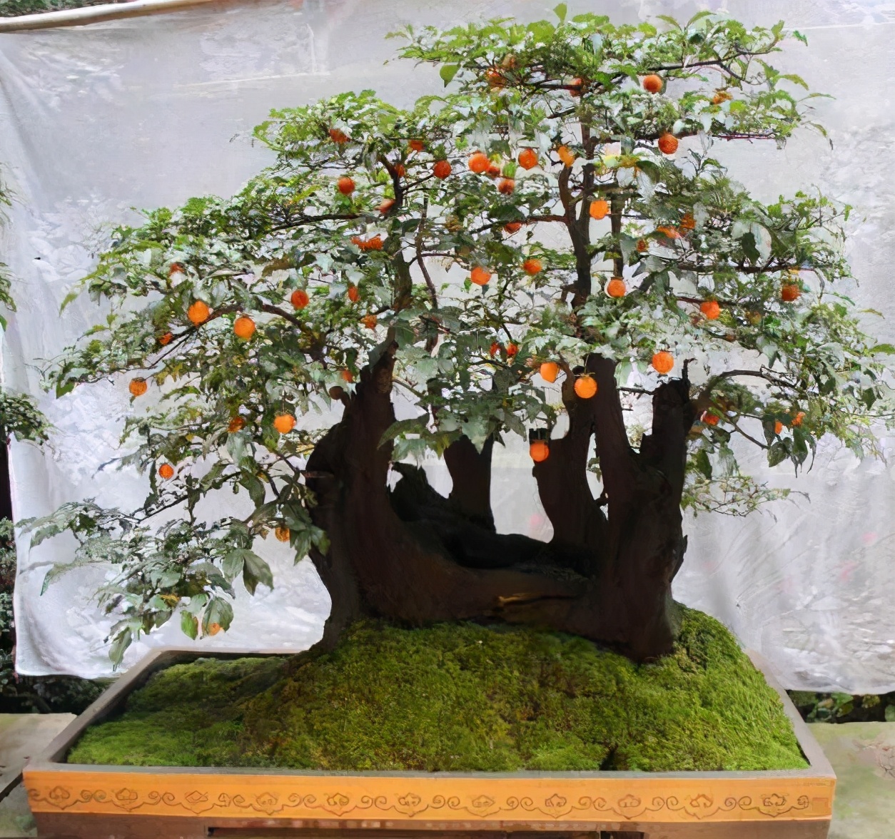 Two kinds of bonsai are wellknown "town house trees", beautiful and