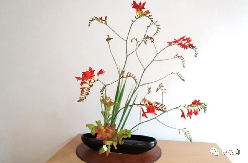 朱頂紅 夏椿 姫檜扇水仙 看看都是些什麼花 Mp頭條