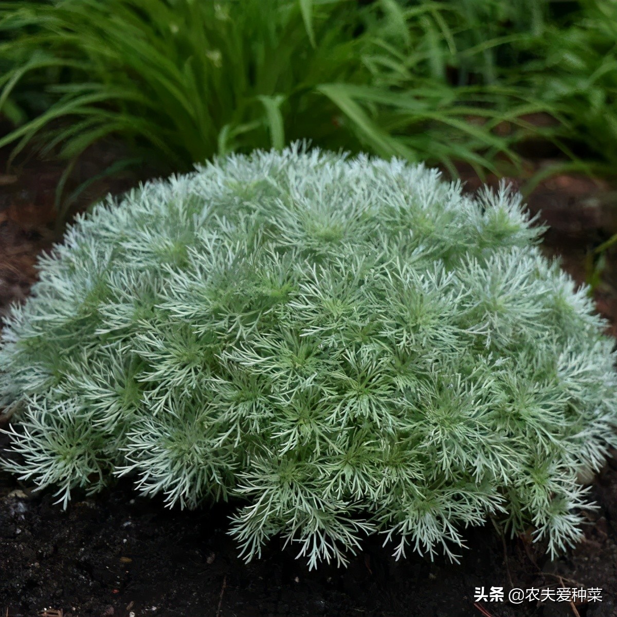 不管窮富 都要養一盆 朝霧草 全株銀白香味濃郁 好養又好看 資訊咖