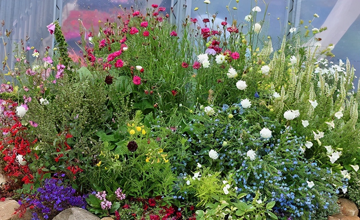 这5种草花 可以让你的小花坛一年花开不断 资讯咖