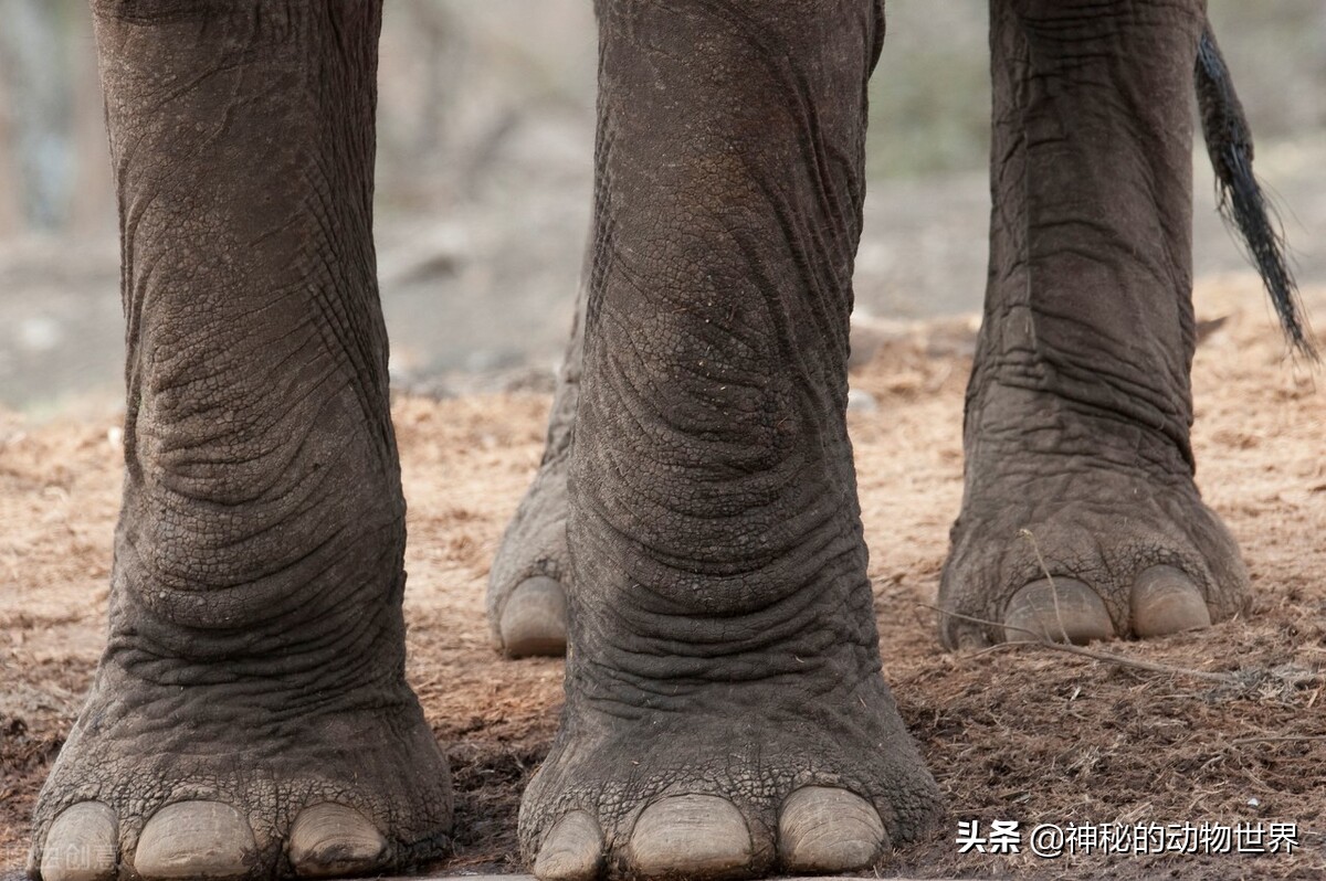 The magical feet of elephants They are walking on their toes, and they