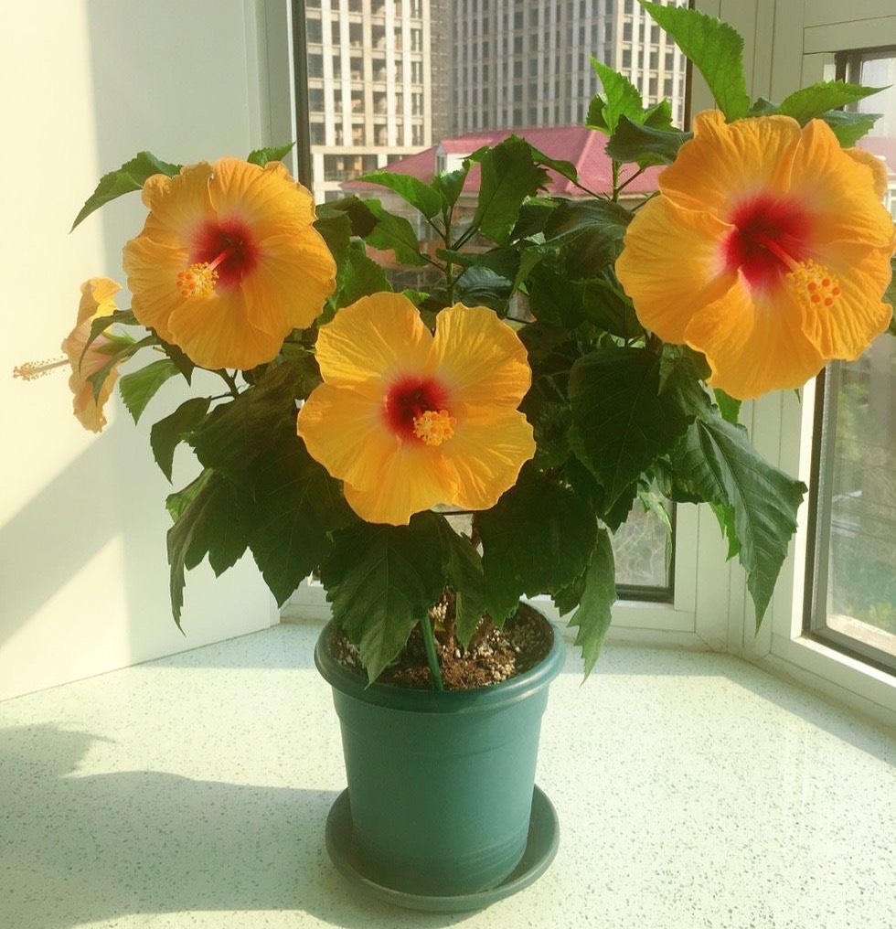 7 kinds of "longlasting flowers", which grow fast and bloom more