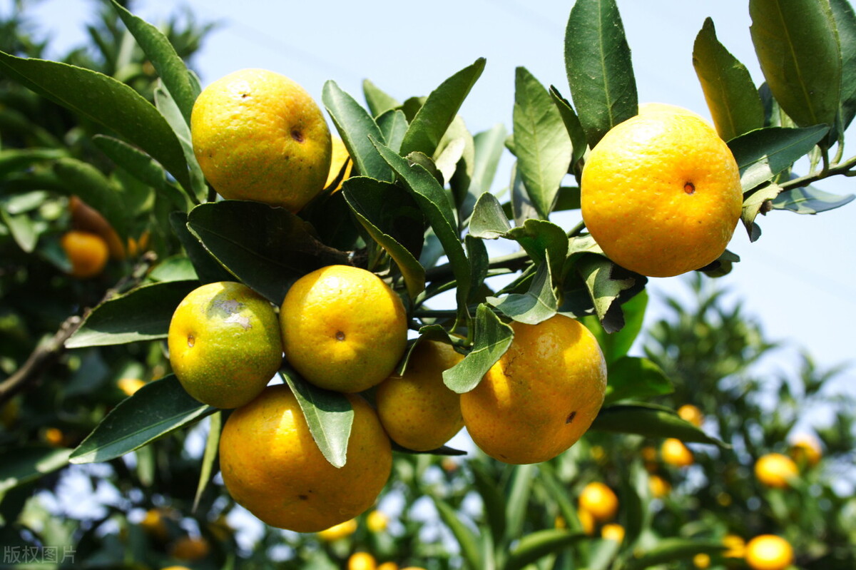 Where are the best oranges in China?The water is rich and sweet, these