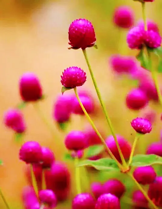 千日紅花百樣紅 Mp頭條