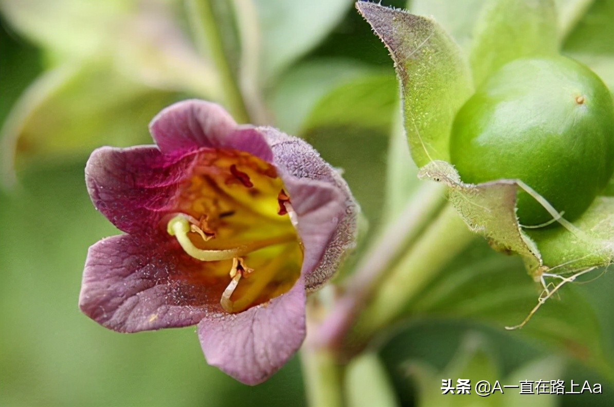 The ten most dangerous flowers in the world, the world's first