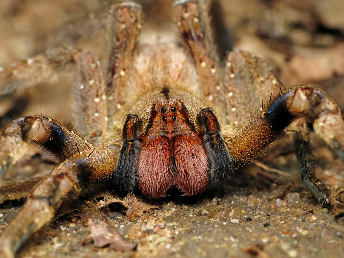 Brazilian Wandering Spider: The most venomous spider, it is also a ...