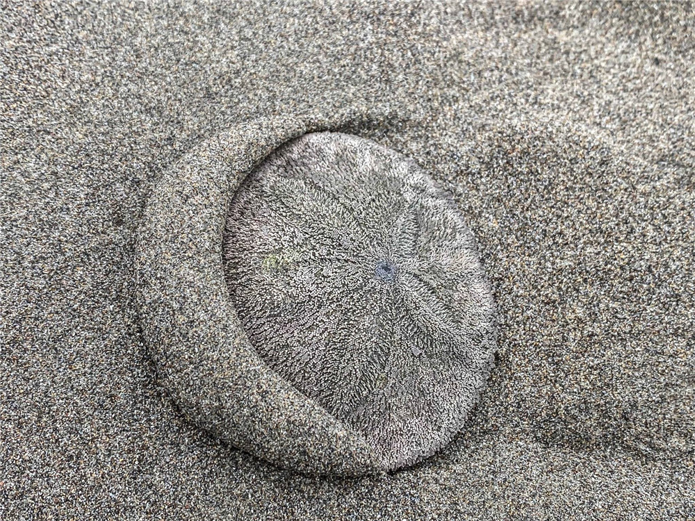 Thousands of live sand dollars wash up on Oregon coast at Seaside 