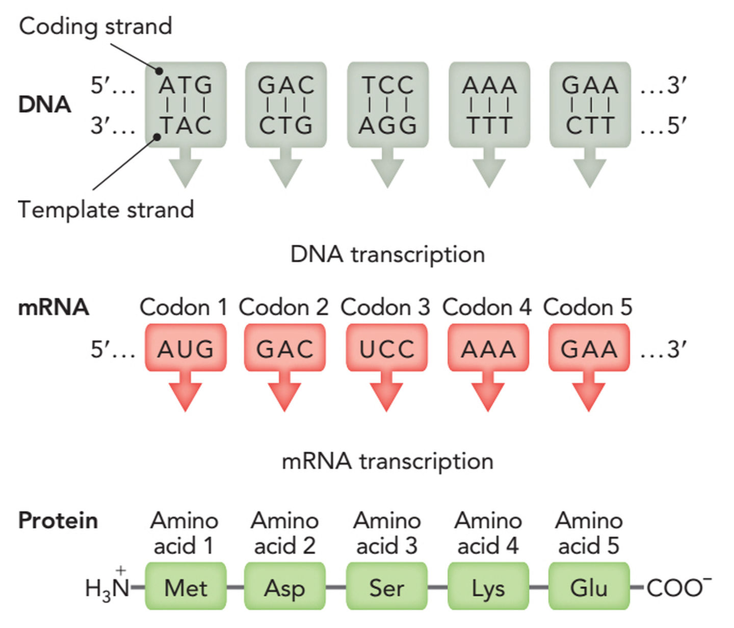Protein Expression Assistant codon Optimization IMedia