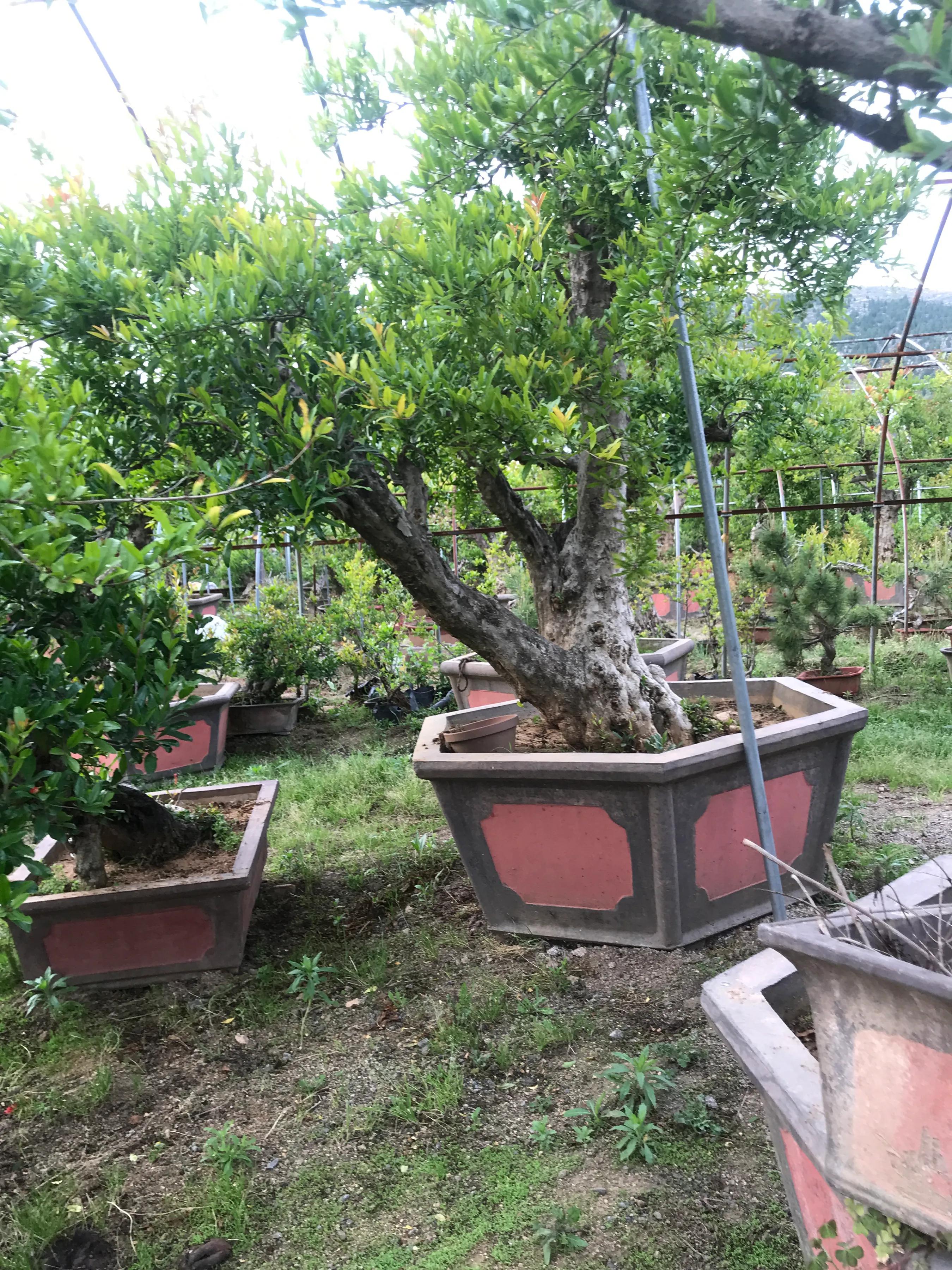 Pomegranate tree bonsai Dahongpao pomegranate tree bonsai old pile