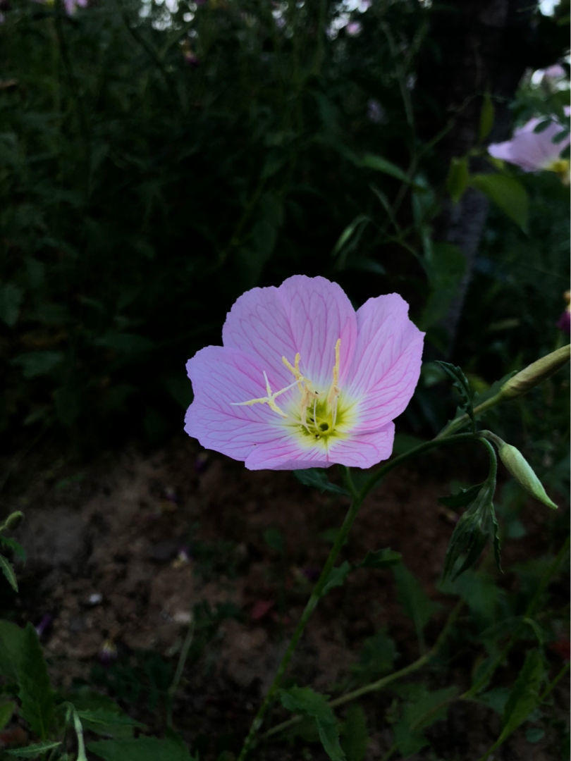 These 5 unique flowers bloom only at night, so you can cook them and