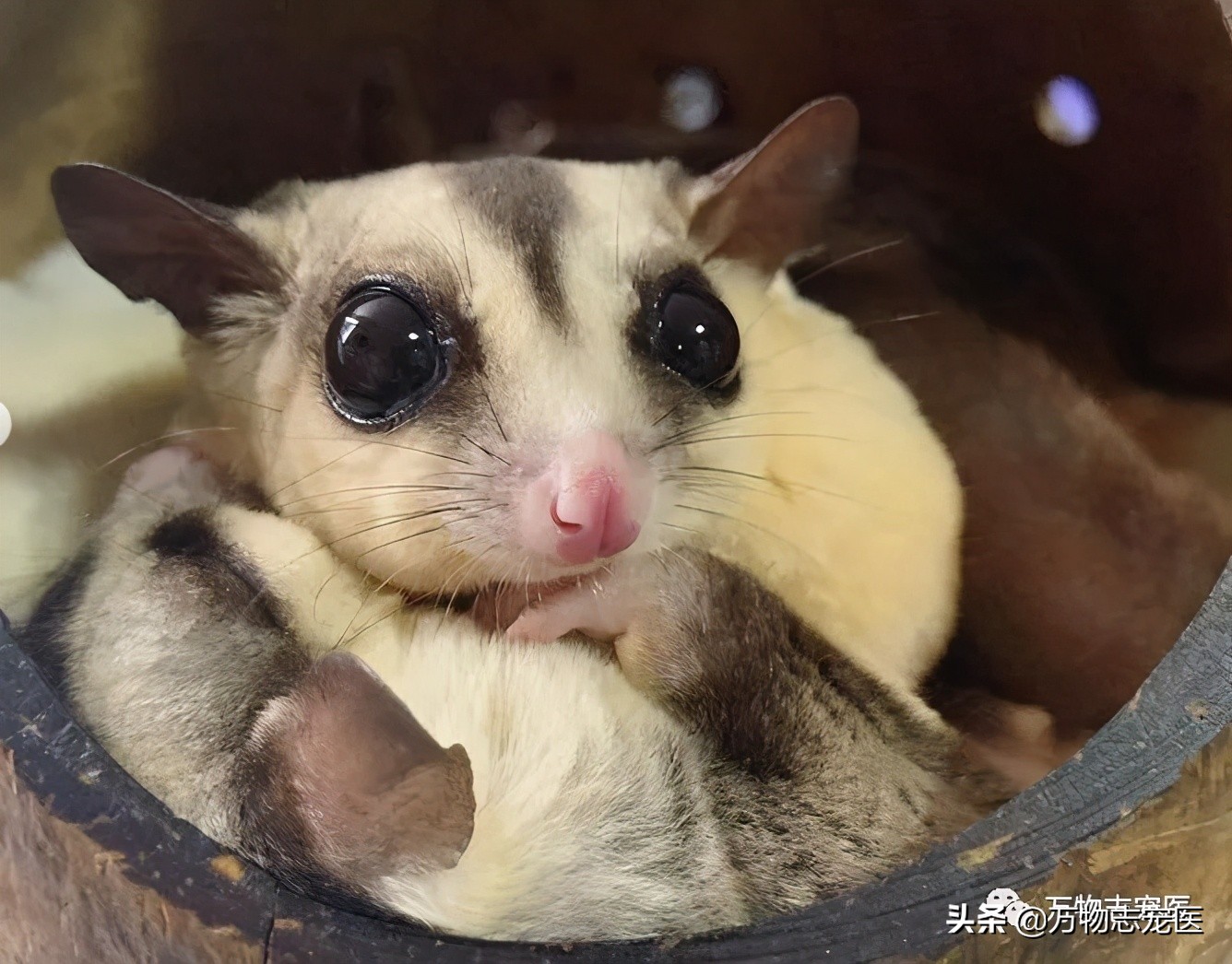 Little honey glider is really difficult to raise, these