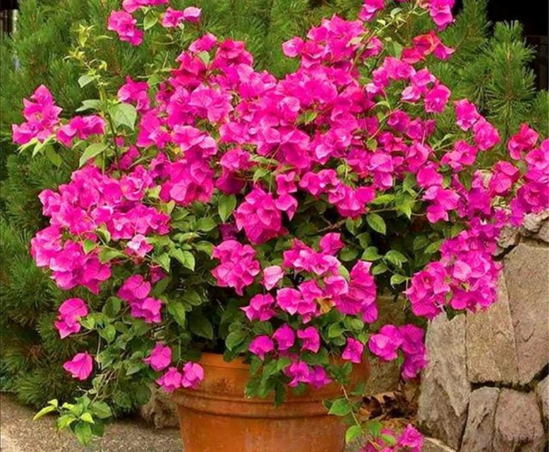 To Grow Bougainvillea In The North, Do 4 Things In Winter So That The 