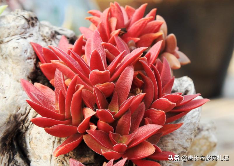 秋天来了 养一盆叫红叶祭的多肉 冬天它的叶片会跟火焰一样红 Mp头条