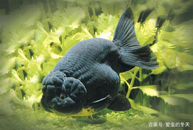 想要完美的装饰美化金鱼的容器 可以从以下四点参考 不妨一看 Mp头条