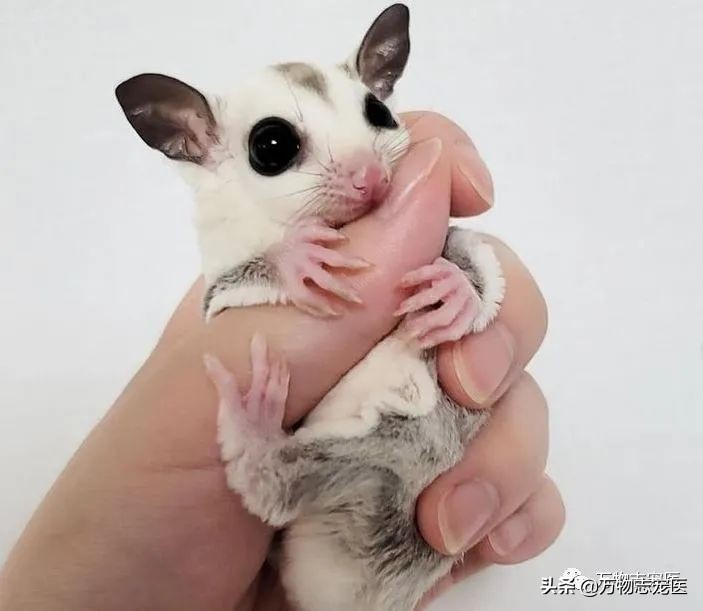 Little honey glider is really difficult to raise, these