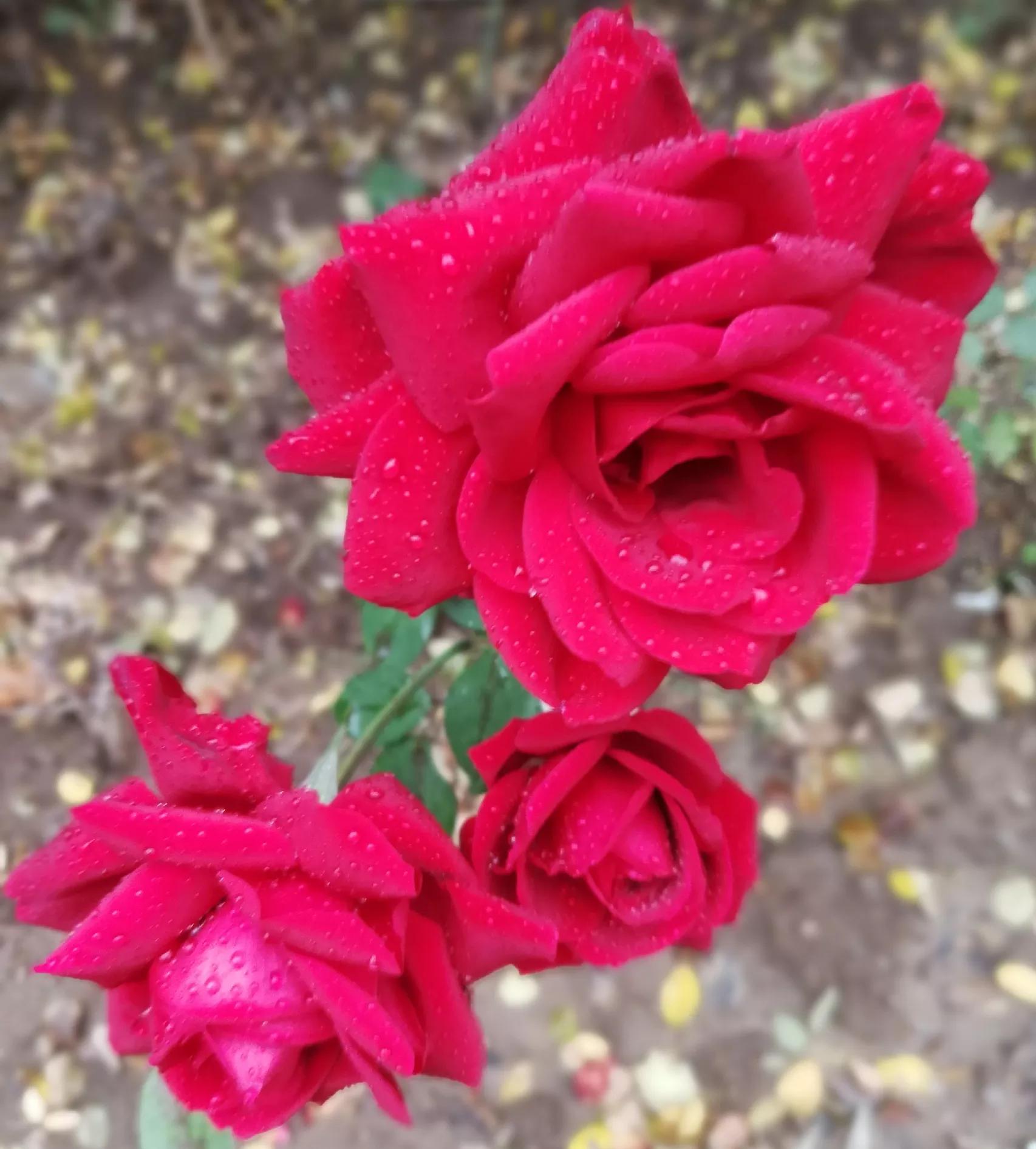 one flower one World iMedia