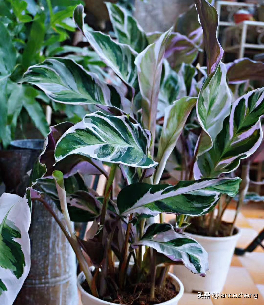 油画竹芋怎么养都焦边 快来看看问题出在哪里 资讯咖