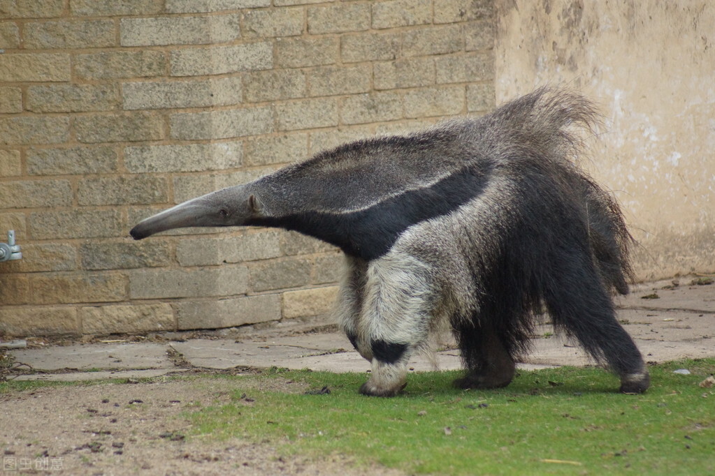 舌灿莲花的红火蚁天敌 无齿的古老哺乳动物 食蚁兽 资讯咖