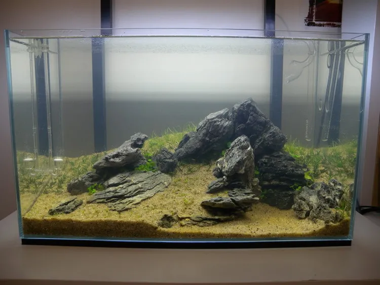 水草造景 45cm青龍石小缸造景過程分享 資訊咖